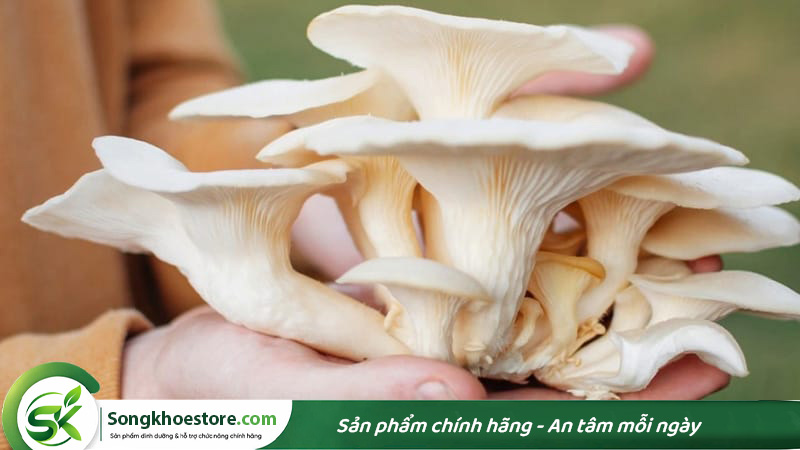 nam-bao-ngu-giau-protein