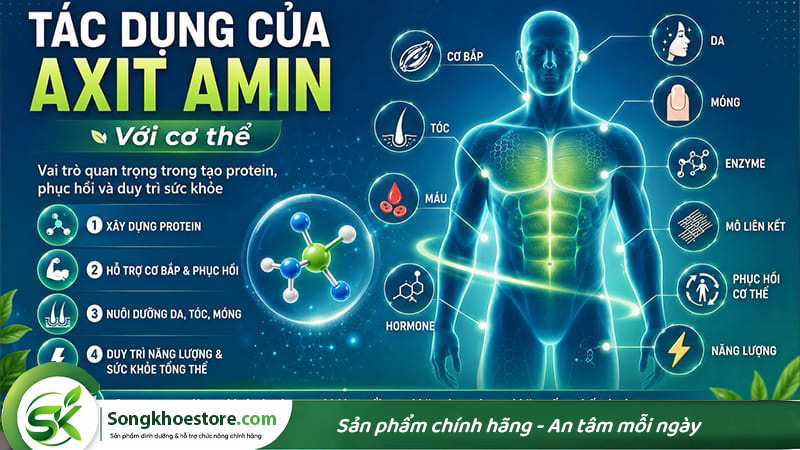 axit-amin-co-tac-dung-gi-voi-co-the