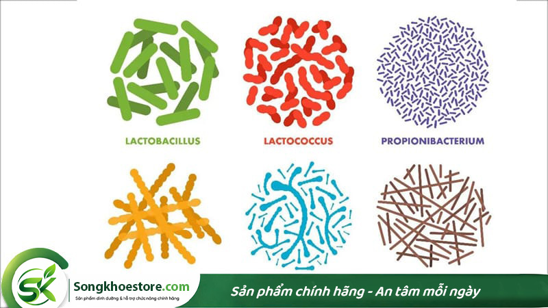 cac-chung-probiotics-co-loi